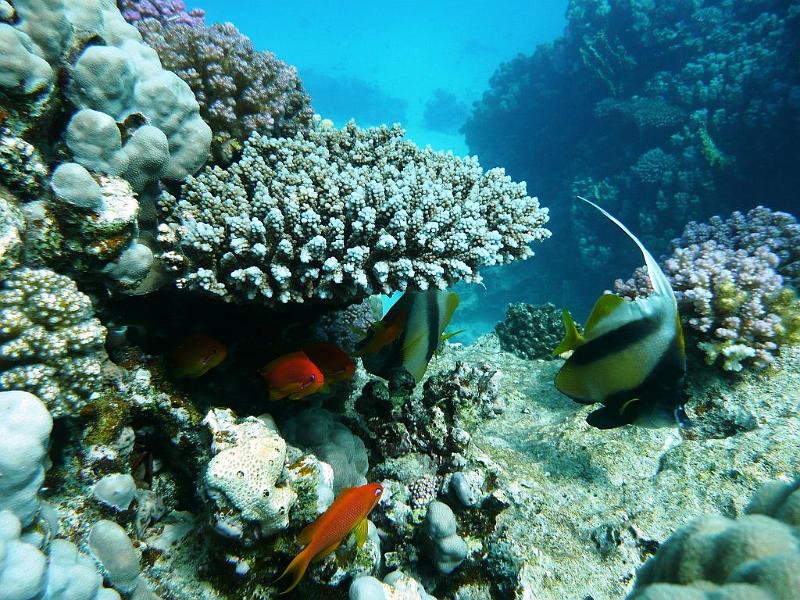 25 Korallen u Wimpelfisch.JPG